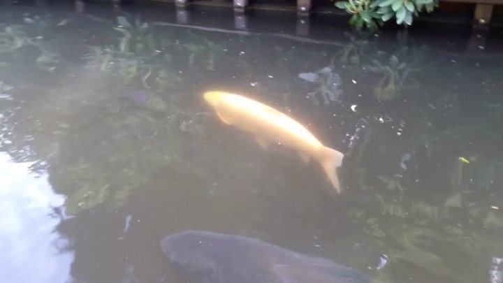 Efteling filmecske