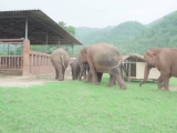 Így üdvözli az elefánt csorda az új jövevényt