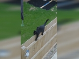Ez a macska ritkán sétál ilyen szar kerítésen