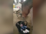 Síró babát ringatott el a ló