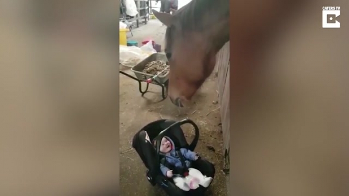 Síró babát ringatott el a ló