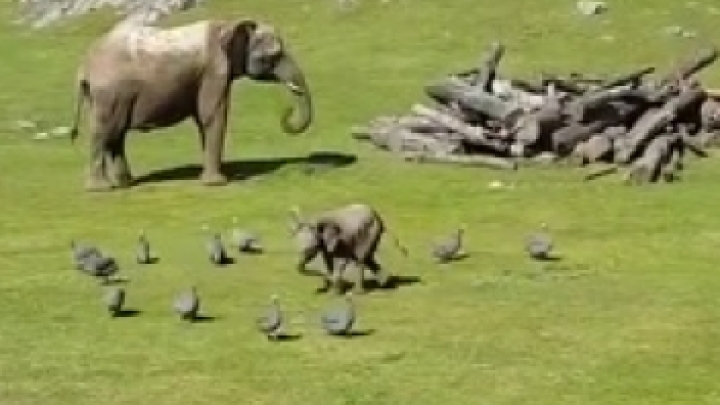 Bébi elefánt madarakat kerget