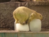 Jegesmedvék jégkockával