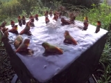 Kolibri fürdető
