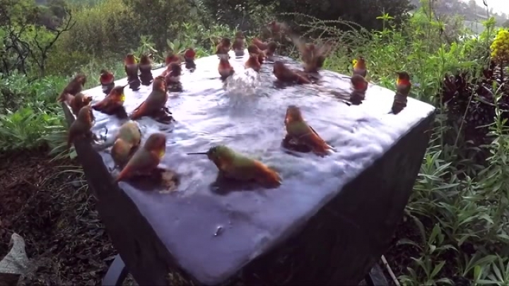 Kolibri fürdető