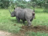 White Rhino Marking His Territory [240p](1)