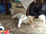 Sanyi - a menhelyi cica már játszik.
