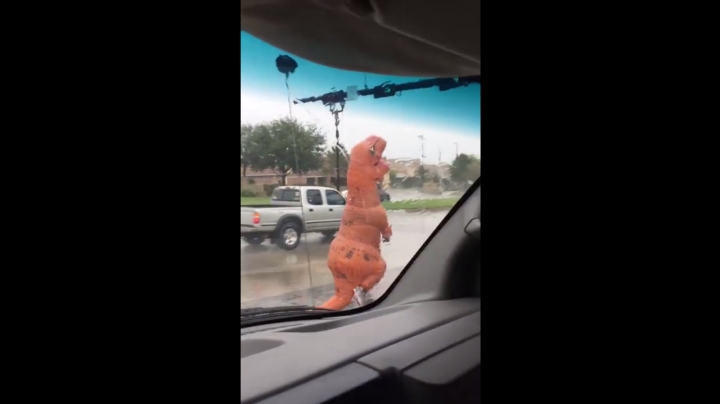 T-rex jelmezben futott a Harvey hurrikán elől