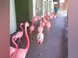 Flamingókat evakuálnak az Irma hurrikán miatt