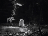 Rashomon (A Vihar Kapujában) (1950) 1/2