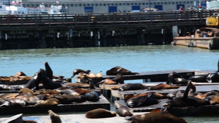 USA, San Francisco: fokak