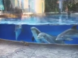 Bébi delfinek ámulnak a mókusokon