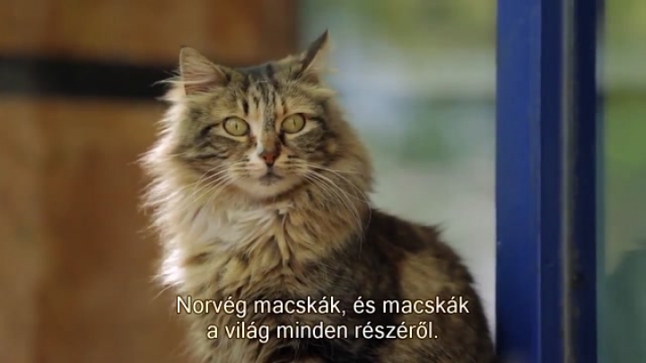 Kedi - Isztambul macskái (feliratos dok.film)