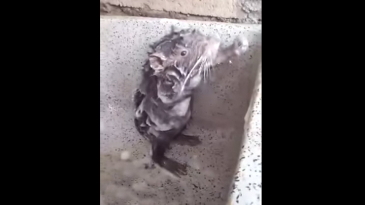 Cuki e a mosakodó patkány?