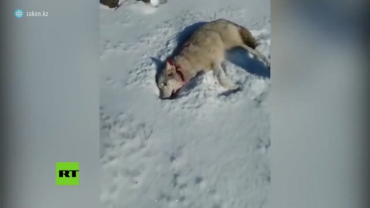 Halálból tért vissza a farkas, hogy megharapja