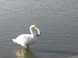 Velencei tó, madarak