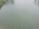 Kerti tó halak