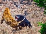 Medve és tigris csapott össze