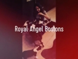 Royal Angel Bostons