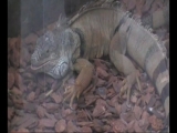 Kis Godzilla  a Mátra Múzeumban
