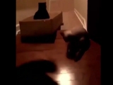 Macska a kosárban - vicces videók megloopolva
