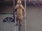Kutya létrát mászik! - vicces videók