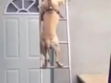 Kutya létrát mászik! - vicces videók megloopolva