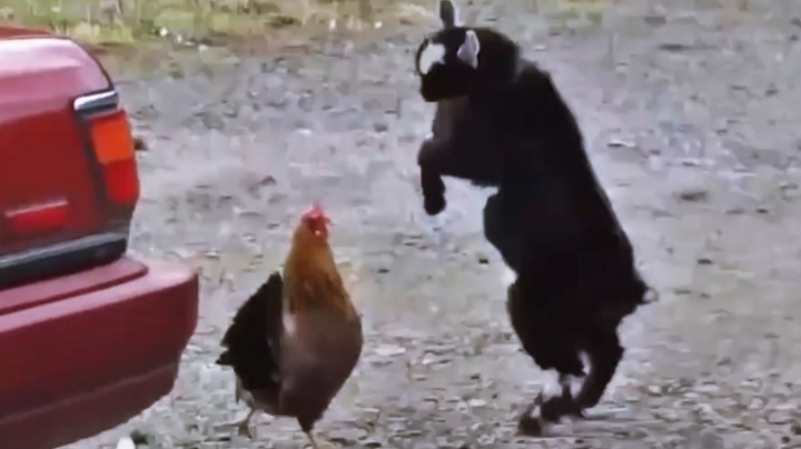 Kecskebébi vs. csirke viadala