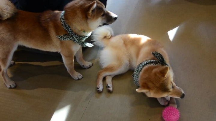 Tokio, Takeshita: Mamme Shiba- kutya kavezo
