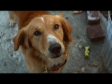 Egy kutya négy élete (2017) teljes film