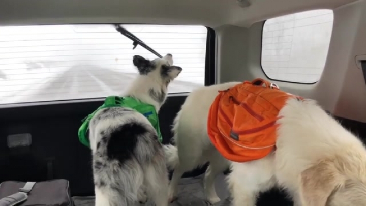 Cuki kutyus vs. hátsó ablaktörlő
