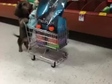 Ügyes kutyus bevásárol