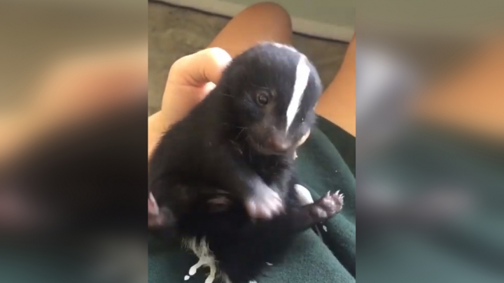 Cuki bébi bűzös borz
