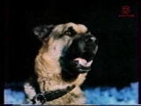 A Vadon Szava 1972 TVRIP