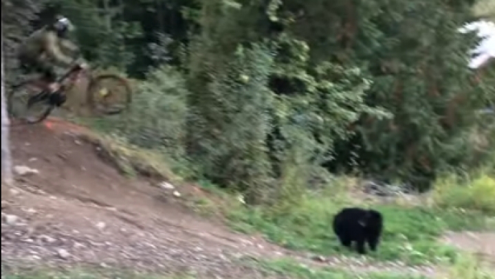 Medvét ugratott át egy mountain bike-kal