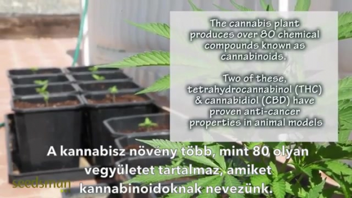 Rák és kannabisz - riport Manuel Guzman professzorral /2014/