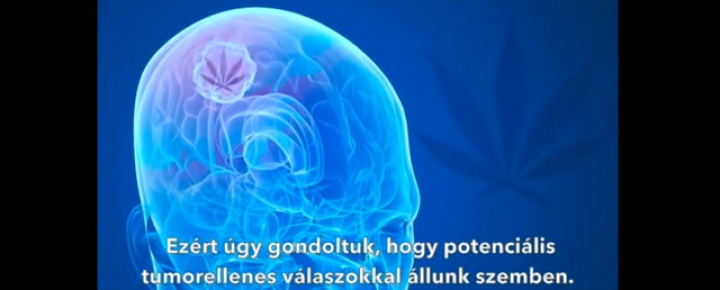 Molekuláris biológus elmagyarázza, hogy a THC hogyan öli meg a rákos sejteket