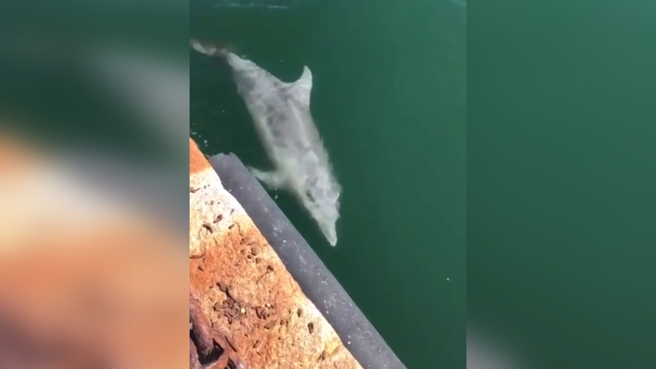 Dolphin forest video такое в гугле. Пиза дельфина. Dolphins returning to Venice. Wiener Dog spots Dolphin and goes Overboard to catch it.