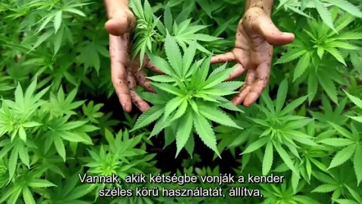 A Föld leghasznosabb növénye? | A kender összeesküvés