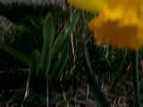 daffodil 1IV2020