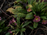 mixed primroses 14III2020