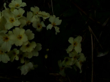 primroses and bee 6III2012