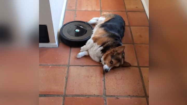 Corgi találkozása a robot porszívóval
