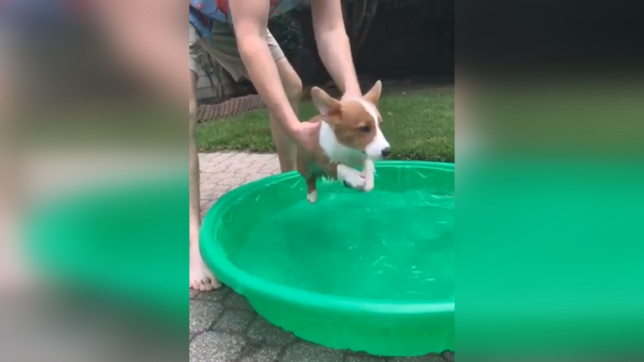 Kölyök Corgi úszni tanul