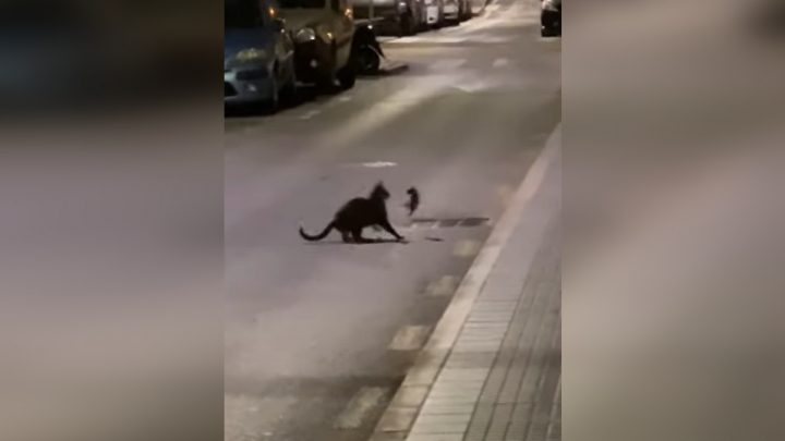 Macska és a ninjapatkány