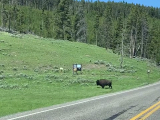A Yellowstone-ban általában a bölényeknek van...