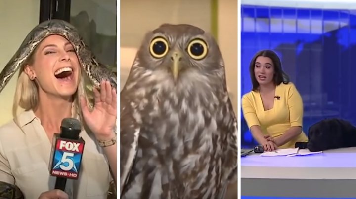 Vicces híradós bakik állatok társaságában