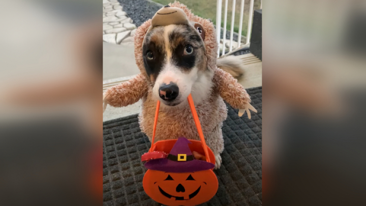 Jelmezes kutyus begyűjti a halloweeni jutalomfalatokat