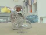 Macskák vs. üvegbúra