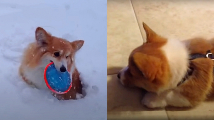 Napi corgi